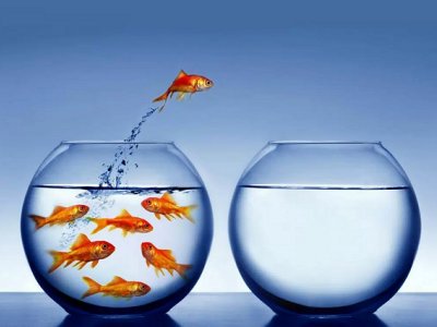 Introvert goldfish makes a break for it. Introvert goldfish makes a break for it.